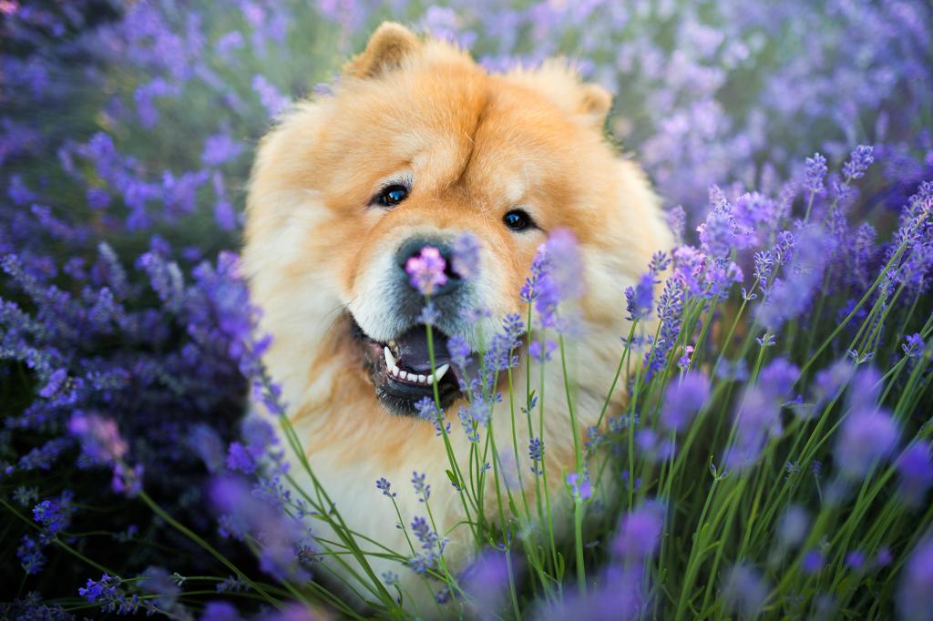 A Chow Chow in a lavender field.