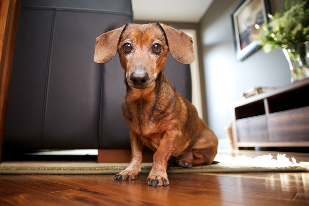 Mini Dachshund sitting in stylish living room.