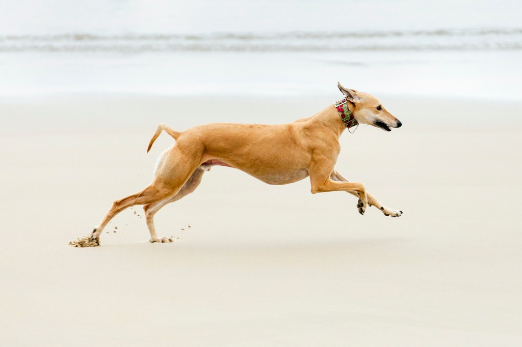 A tan greyhound runs on the beach. 