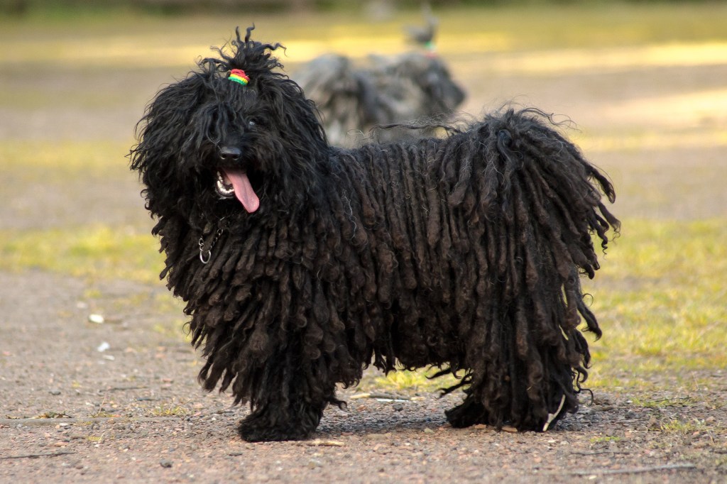 Hungarian Puli poses outdoors. 