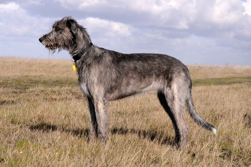 Standing Irish Wolfhound, looking for a prey.