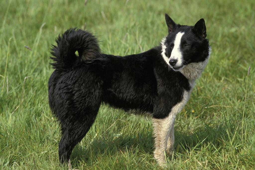 Karelian Bear Dog standing on Grass.