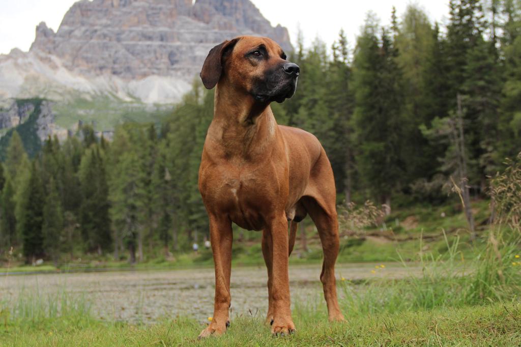 Rhodesian Ridgeback with a mountain in the background. 