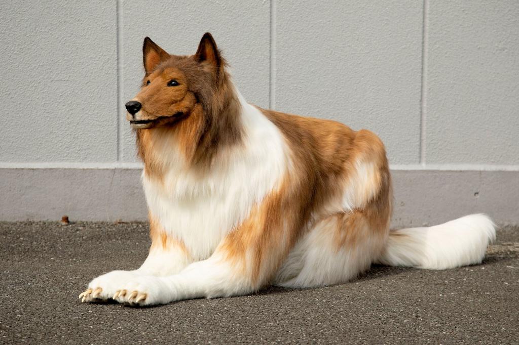 “The point is that the skeleton of a dog can be reproduced on the skeleton of a human. Since the structure of the skeleton is very different, we spent a lot of time studying how to make it look like a 'dog,'” an unnamed employee told Mynavi. “In addition, we collect photographs taken from various angles so that the beautiful coat of the collie can be reproduced and devised so that the coat will flow naturally.”