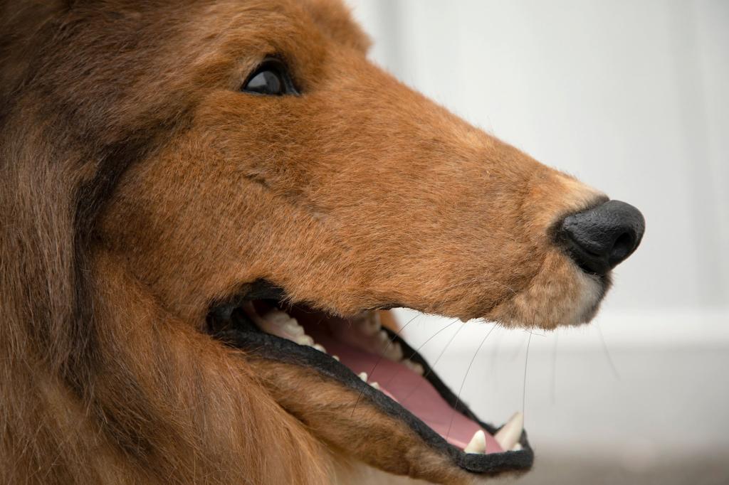 A Japanese man is going viral after spending over $15,000 on a hyperrealistic Collie costume so he could fulfill his lifelong dream of becoming a dog. A clip of the man masquerading as Lassie has racked up over 600,000 Youtube views since it was posted in April.