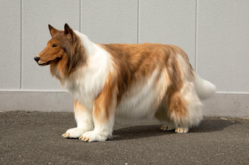 “I made it a collie because it looks real when I put it on,” canine cosplayer Toko-San told local news outlet Mynavi of the furry getup, for which he paid Zeppett — a company that makes costumes for TV commercials and films —a whopping $15,709, Yahoo reported. The final product took 40 days and multiple revisions to create.