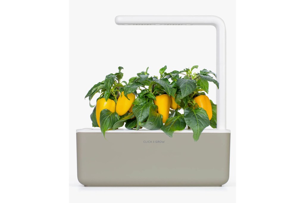 A white Click and Grow garden growing yellow peppers 