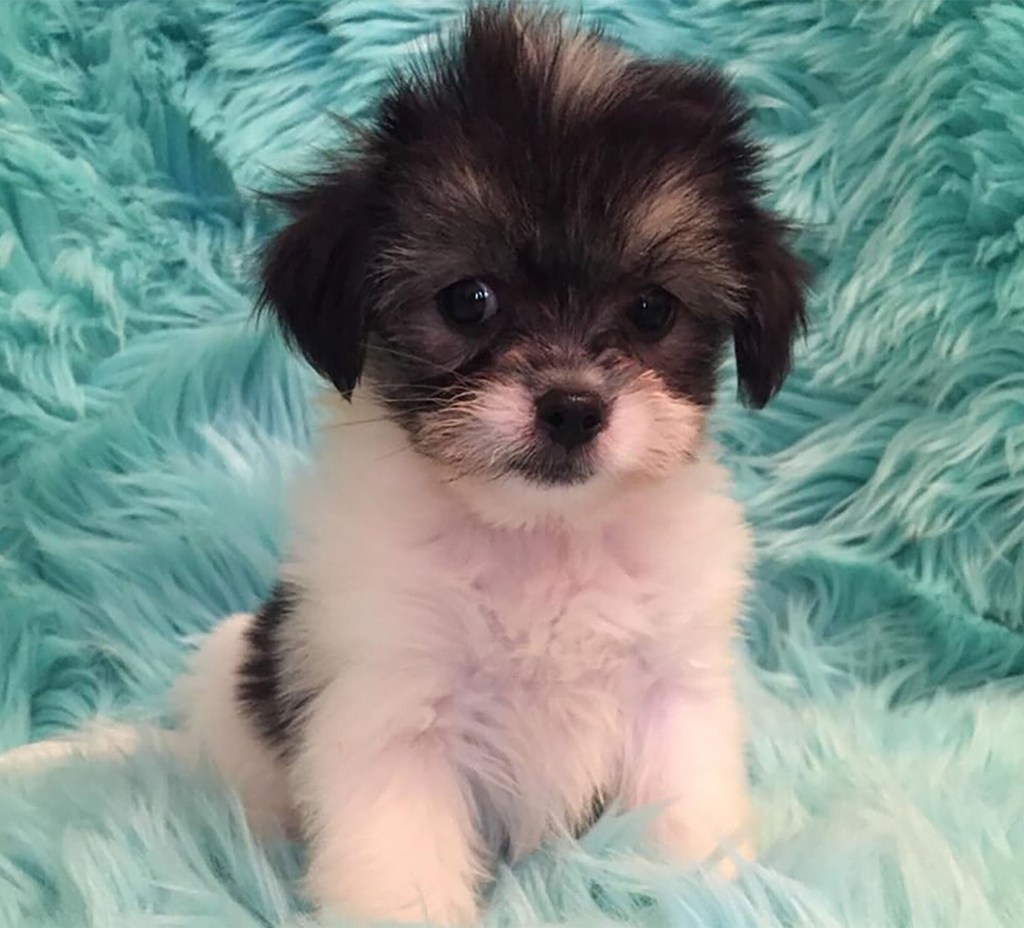 The Pekingese-Maltese mix