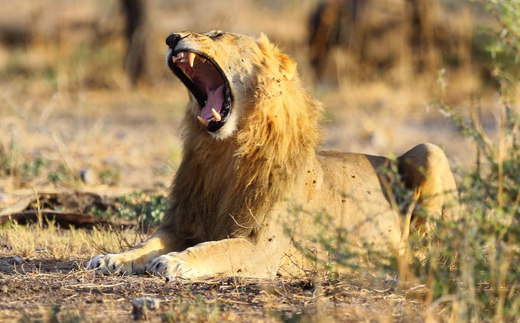 Young male lion sits in field in Etosha National Park