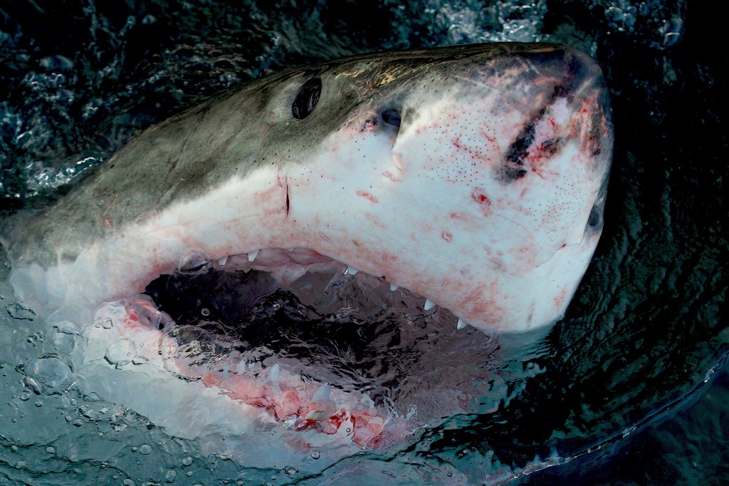 This image released by Warner Bros. Discovery shows a great white shark at the water's surface. Shark Week, 25 hours of programming dedicated to all varieties of the apex predators, starts July 24 on the Discovery Channel and streaming on discovery+.