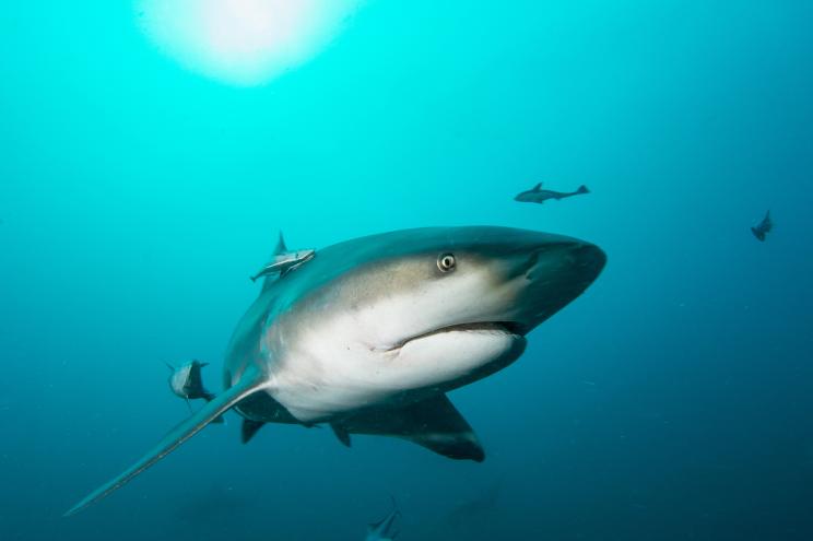 Photo of a great white shark swimming underwater.