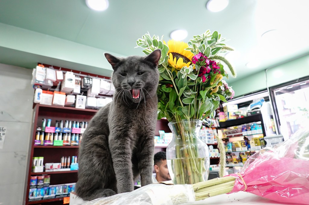 By 7:30 p.m. Friday Boka had been returned home to the bodega. 