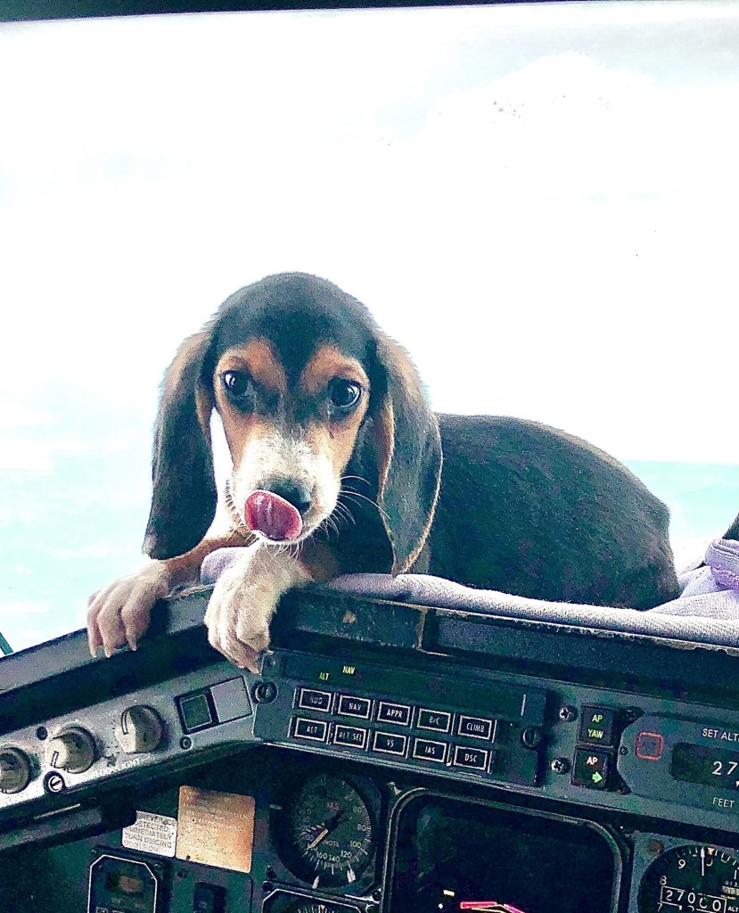 The beagles were rescued from a facility that was accused of neglecting and mistreating the innocent pups. 