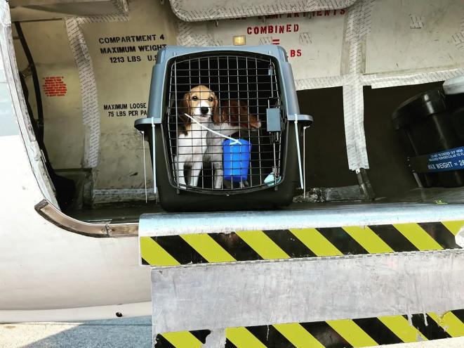 Wings of Rescue flew 100 beagles rescued from a Virginia facility into Maine Sunday.