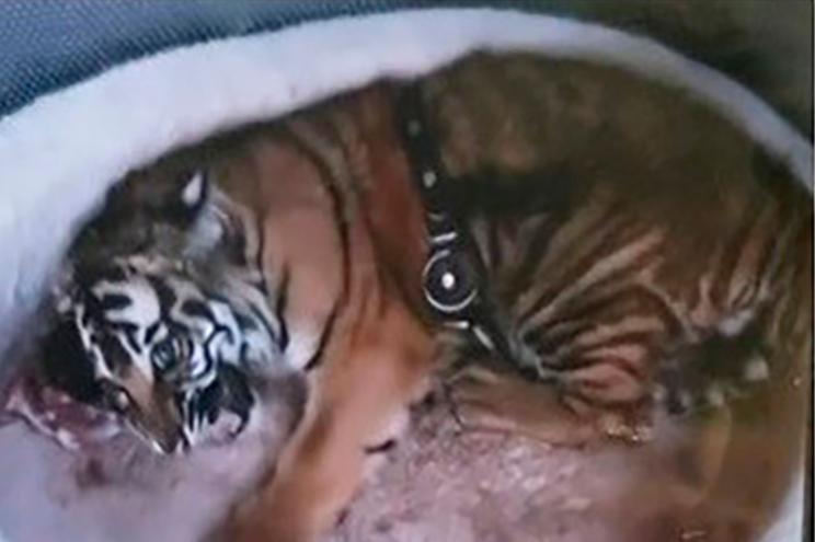 New Mexico Department of Game and Fish shows a missing tiger 