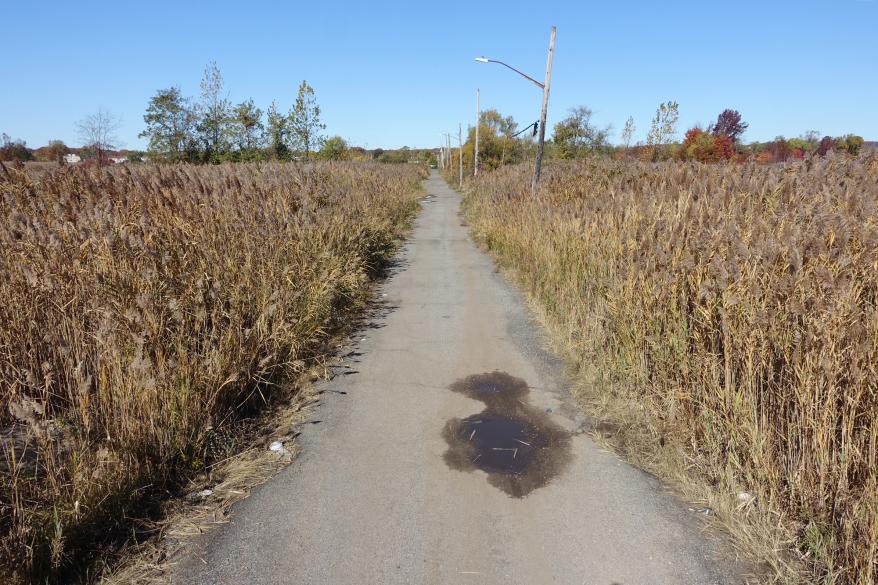 Cattails grow wild on either side of Kissam Ave in 2022.