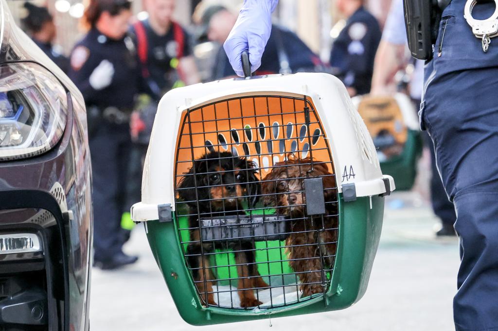 Nine dogs were removed from the feces-covered apartment on Saturday.