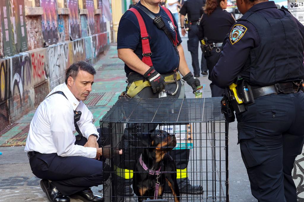 The Rottweilers were the first of several dogs to be ordered by the woman.