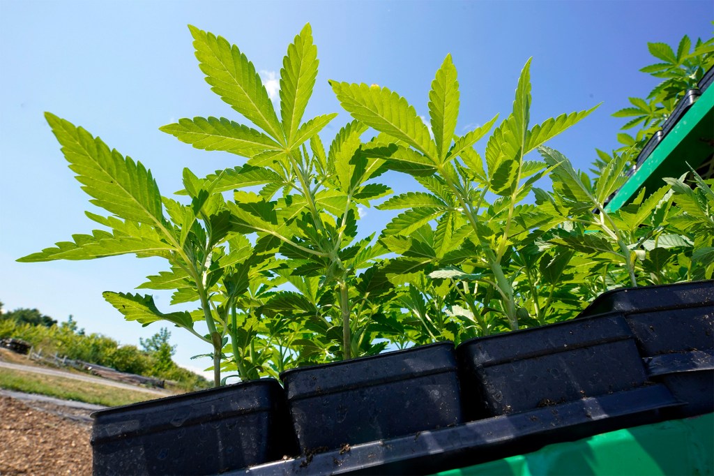 New York's Cannabis Control Board is expected to award the state's first licenses to sell cannabis products on Monday.