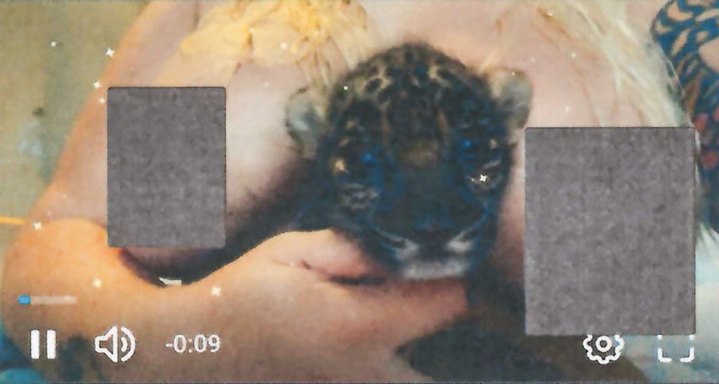 Jaguar cub Amador