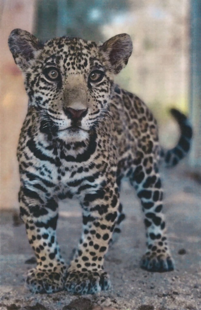 Jaguar cub Amador