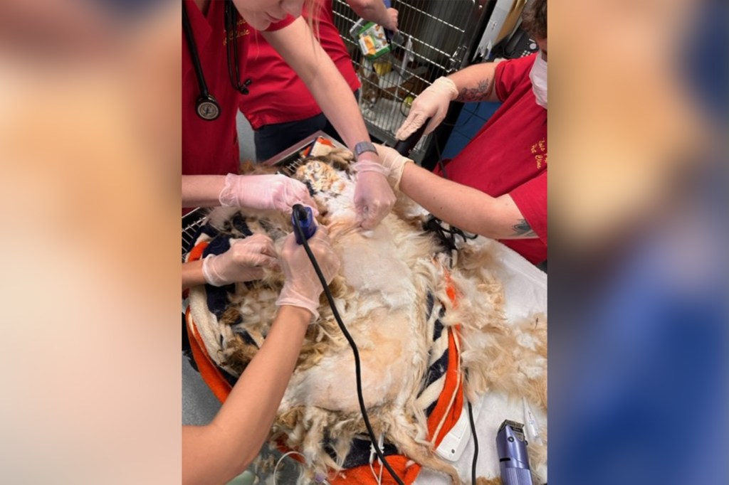 Dog getting trimmed.