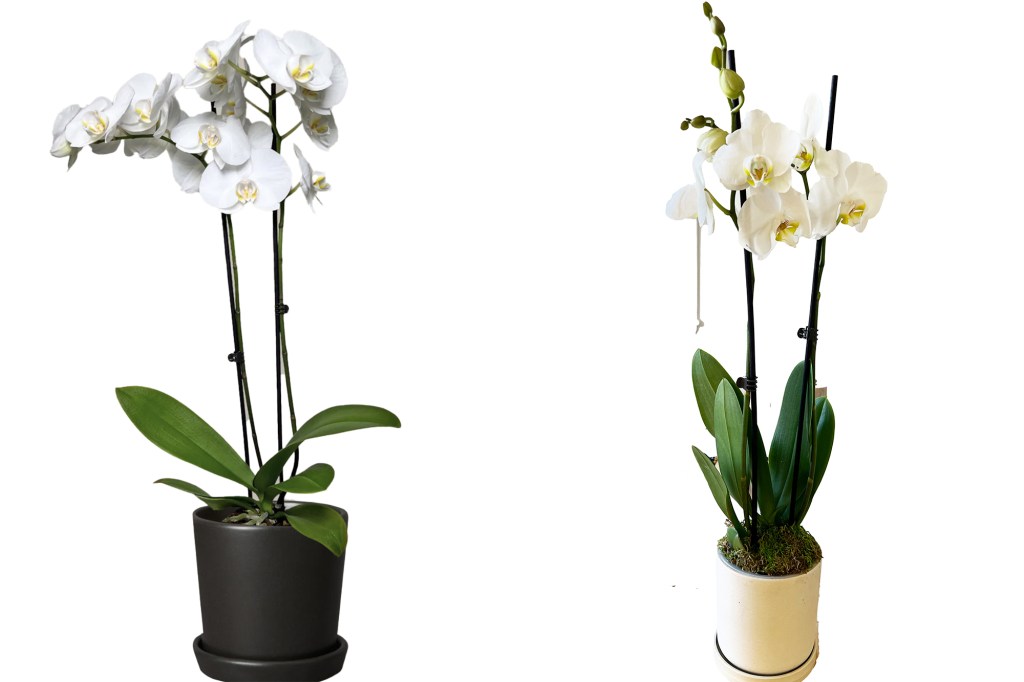 Two white orchids