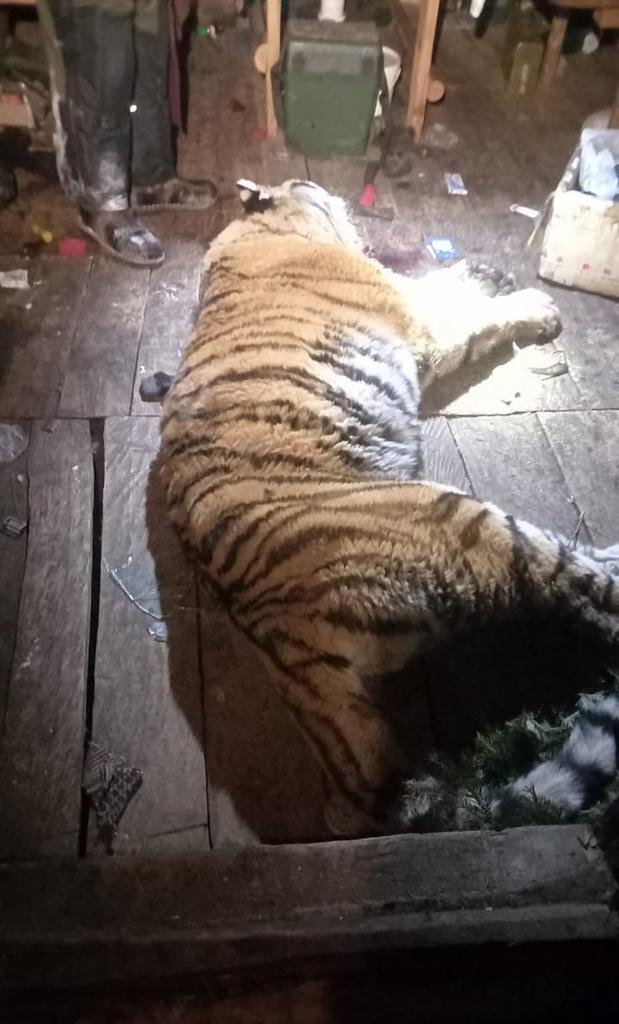 Tiger that was shot and killed after attacking Russian man