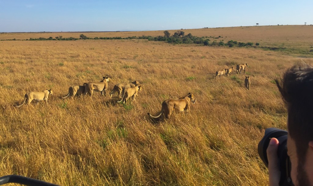 Pride of lionesses with their cubs in Masai Mara