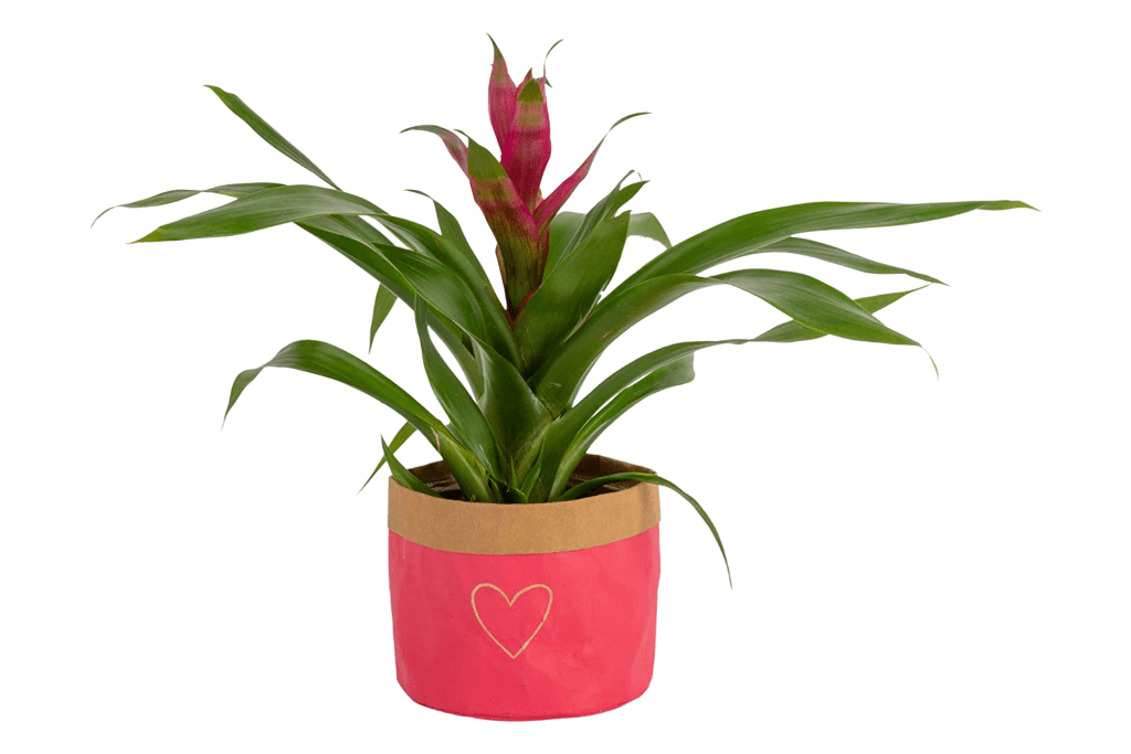 Costa Farms Flowering Bromeliad Live Indoor Plant