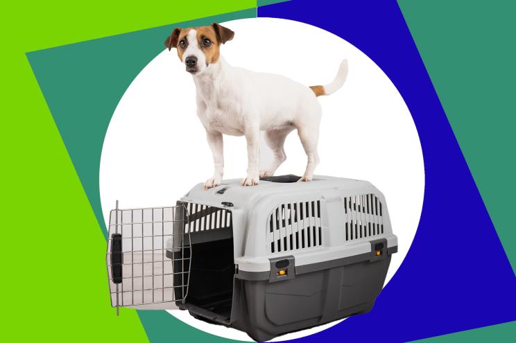 A dog standing on a crate