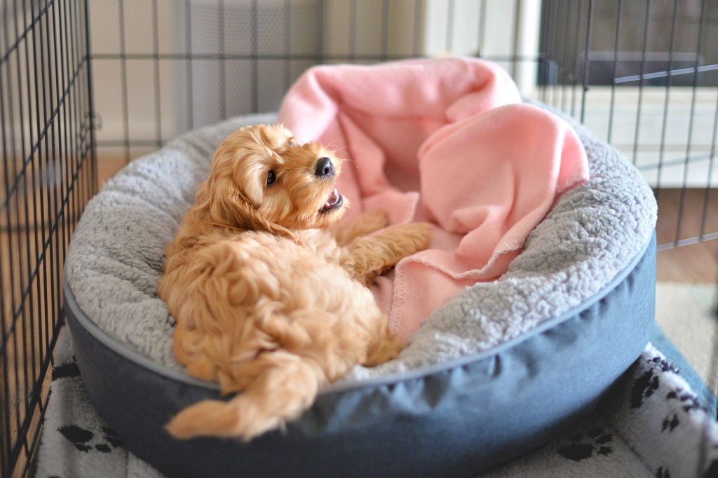 Cockapoo or Spoodle puppy crate training