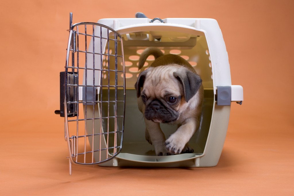 a pug puppy leaving his crate