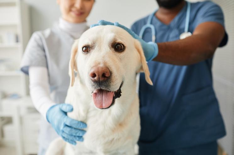 DEI ideology has even reached veterinarian schools, according to a website that tracks critical race theory and its variants.