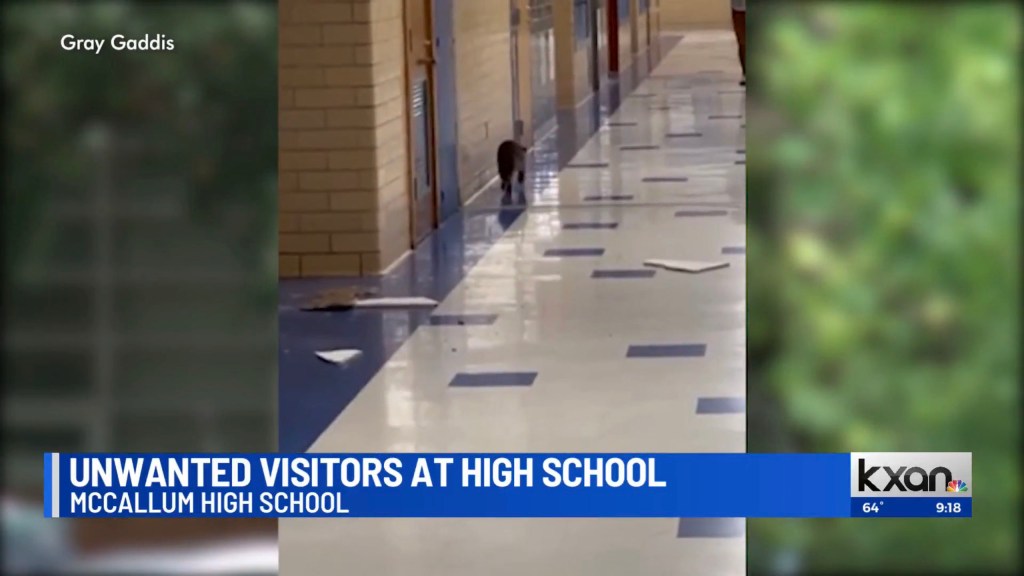 raccoon takeover school