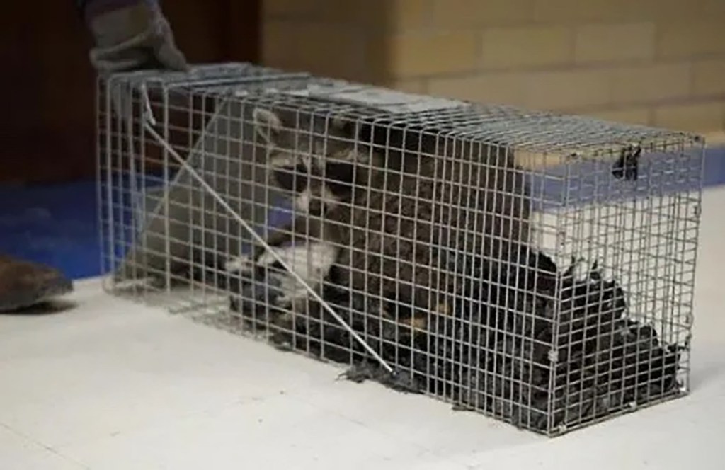 raccoon caught in school