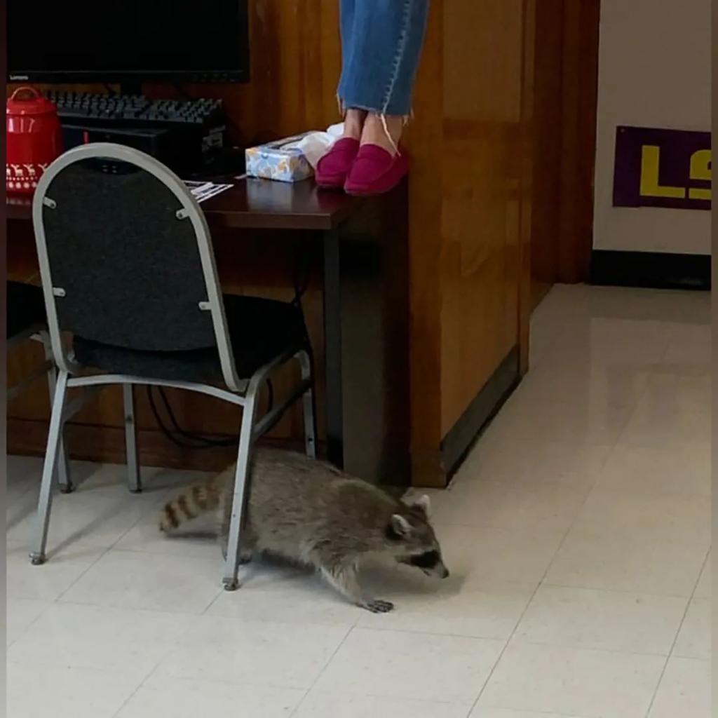 raccoon takeover school