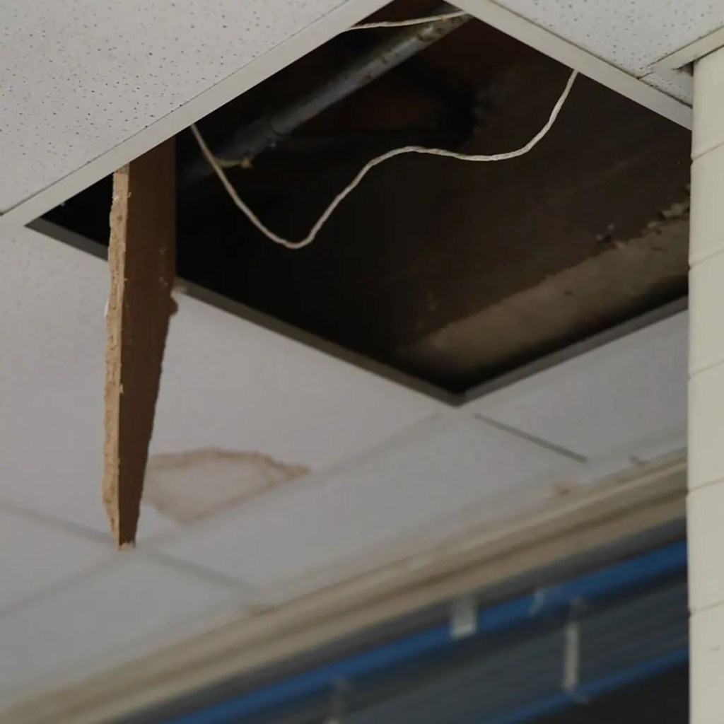 raccoon falling through ceiling