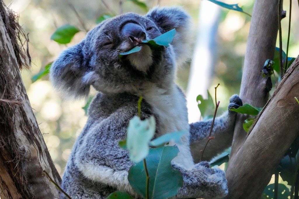 A koala eats a gum leaf at a koala park in Sydney, Australia. 