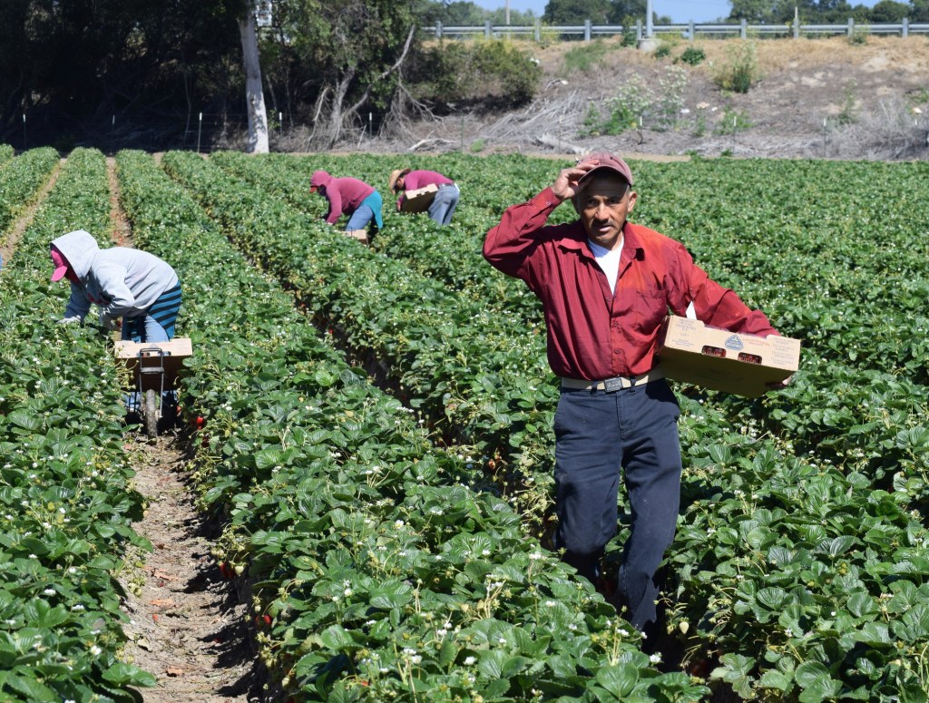 Farm laborers