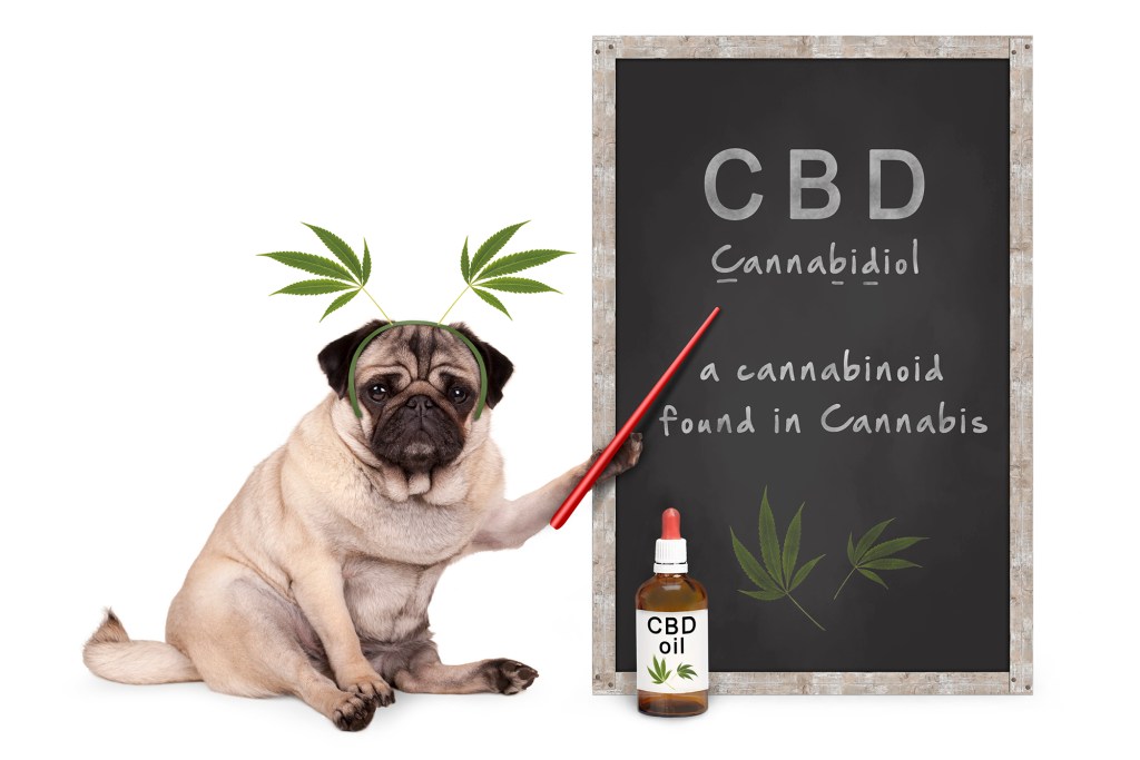 pug puppy dog with hemp leaves diadem pointing at blackboard with text CBD and dropper bottle with oil, isolated on white background
