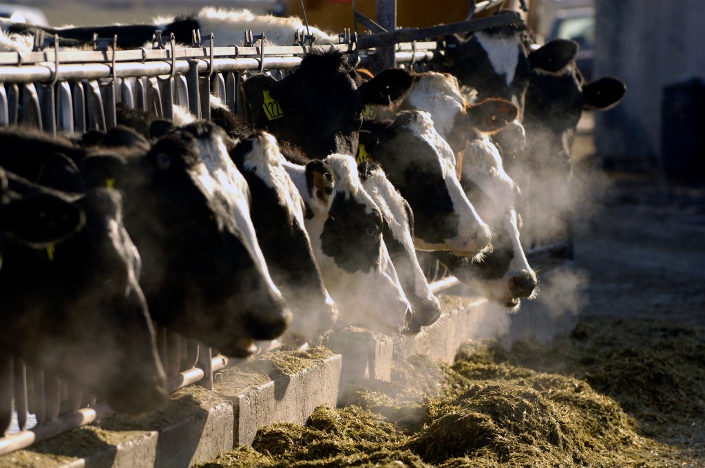 Ray Brewer tricked investors by telling them he could turn cow dung into green energy, US Attorney Phillip A. Talbert announced.