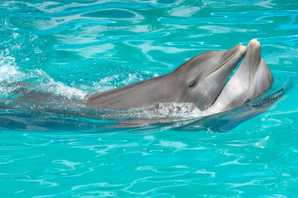 Two dolphins.