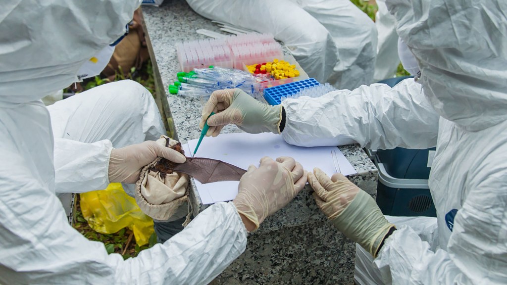 Researchers at the Wuhan Institute of Virology