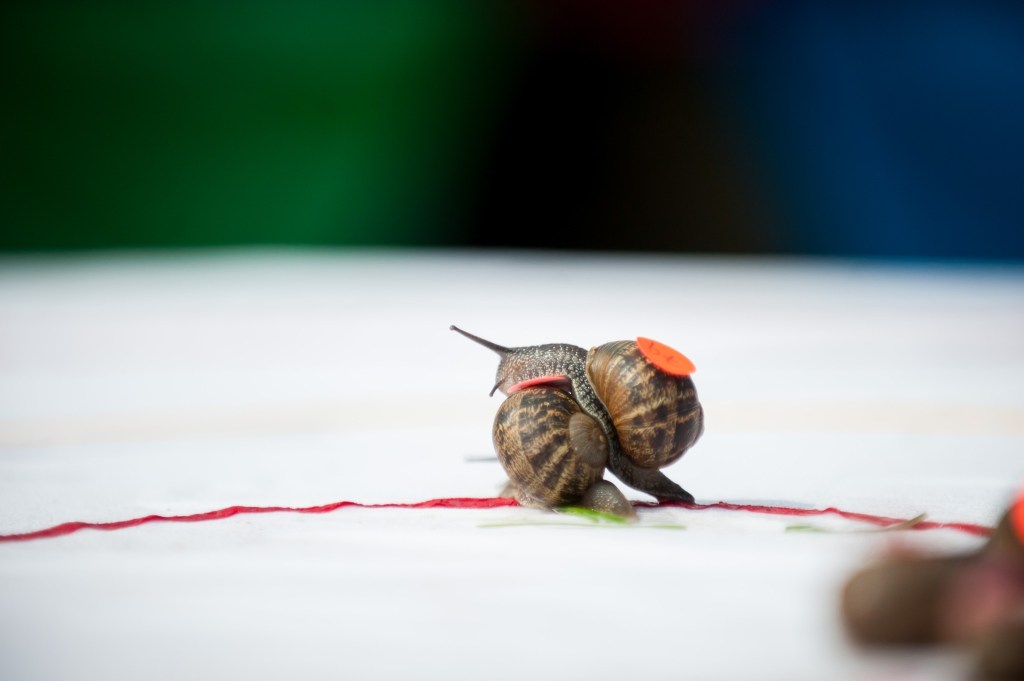 snail racing