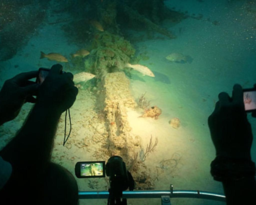 Underwater scene from Antipodes