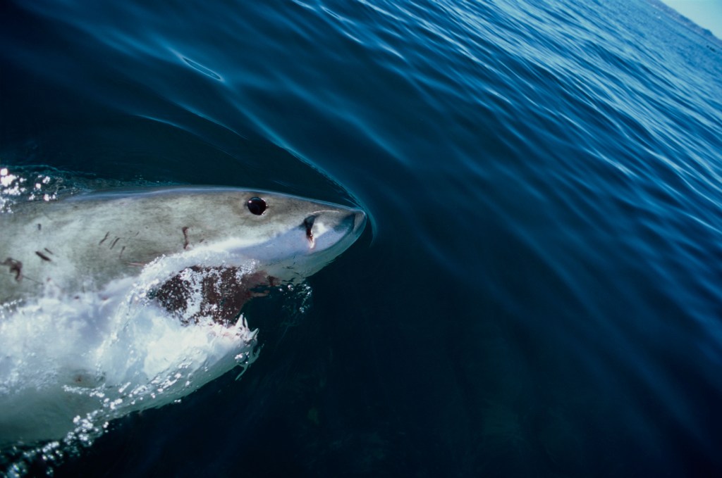 Great white shark