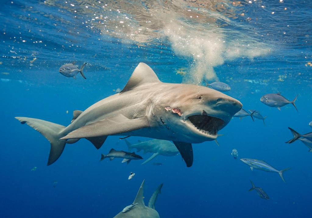 bull shark