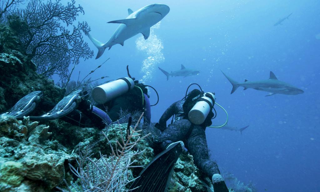 divers and sharks