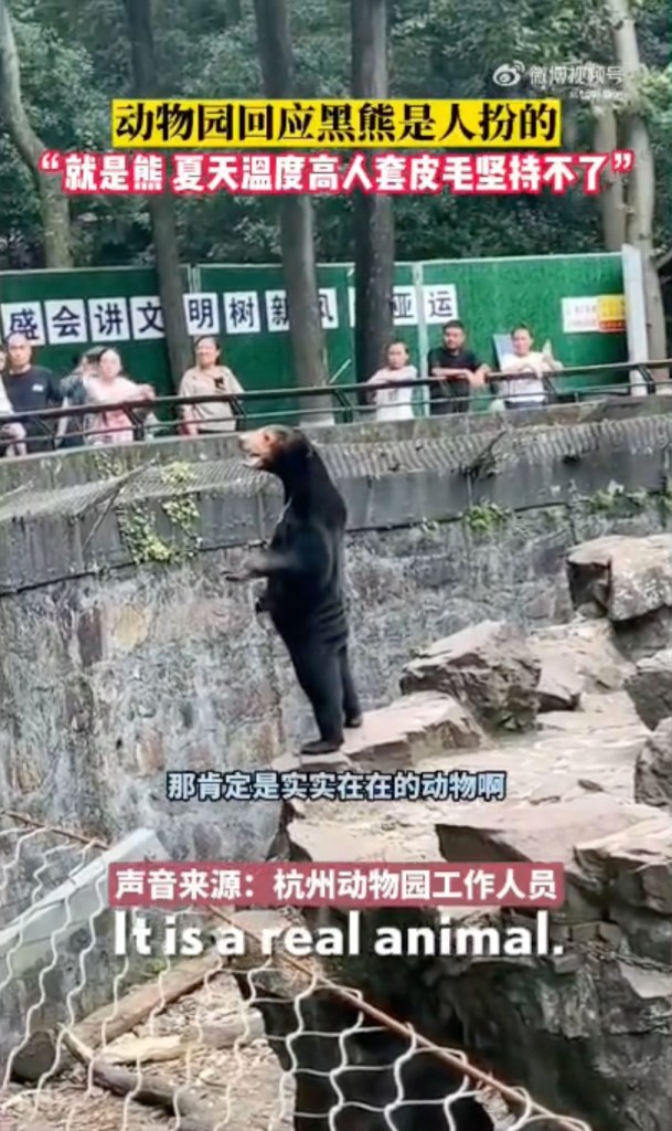 Standing sun bear in viral video.